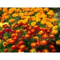 Бархатцы Солнечная поляна смесь низкорослые