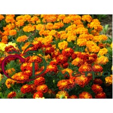 Бархатцы Солнечная поляна смесь низкорослые