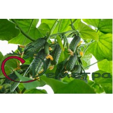 Огурец Пучковой Огурец Пучковой