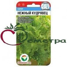 Салат Нежный Кудрявец Салат Нежный Кудрявец