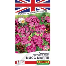 Гвоздика картузианская Мисс Марпл