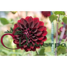 Георгин Арабиан Найт