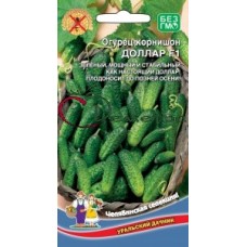 Огурец Доллар Огурец Доллар