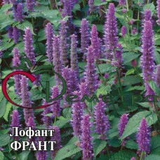 Лофант Франт 0,5 кг