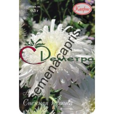 Астра Снежная королева