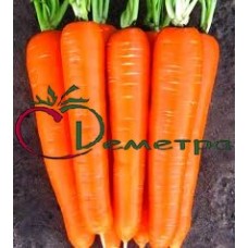 Морковь Кордоба (Нидерланды)
