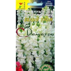 Львиный Зев Белый гном Львиный Зев Белый гном