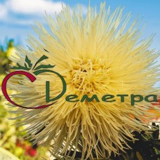 Астра Искушение Желтая