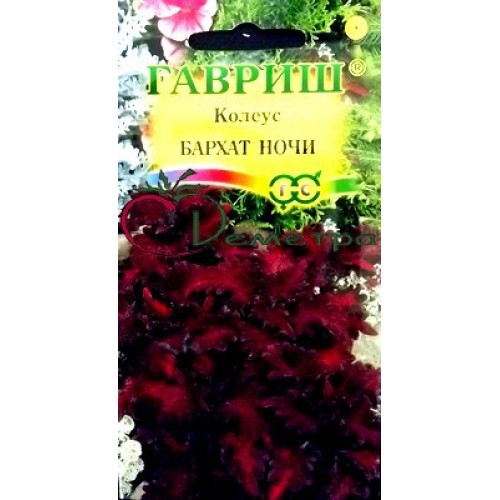 Бархат ночи фото и описание