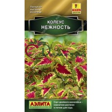 Колеус блюме НЕЖНОСТЬ