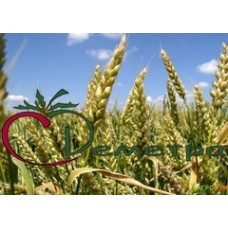 Пшеница озимая Лагуна 1 кг