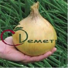 Лук Эксибишен