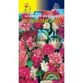 Кларкия густомахровая смесь Кларкия густомахровая смесь