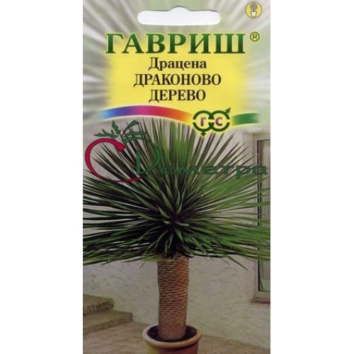 Драцена Драконово дерево