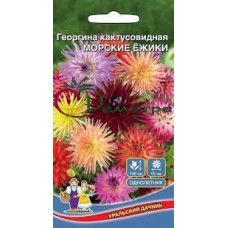 Георгина Морские ёжики Георгина Морские ёжики